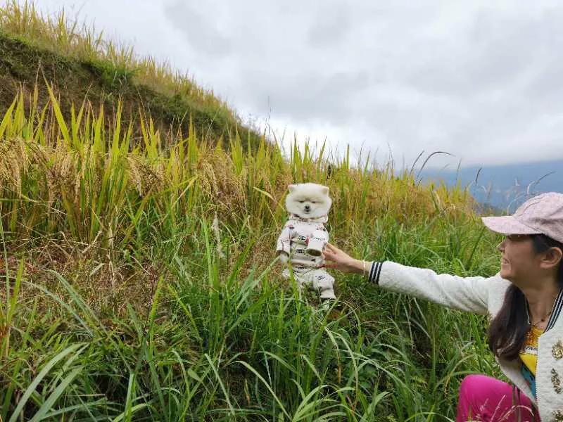 自驾游桂林龙脊梯田怎么玩的,自驾游桂林龙脊梯田怎样游