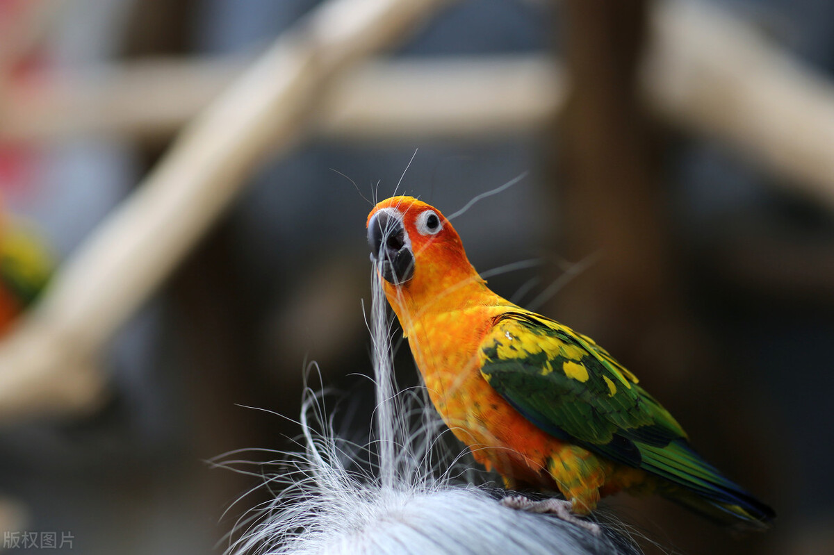 八哥鸟拉稀可以吃阿莫西林吗,八哥鸟拉稀怎么办但是很活泼