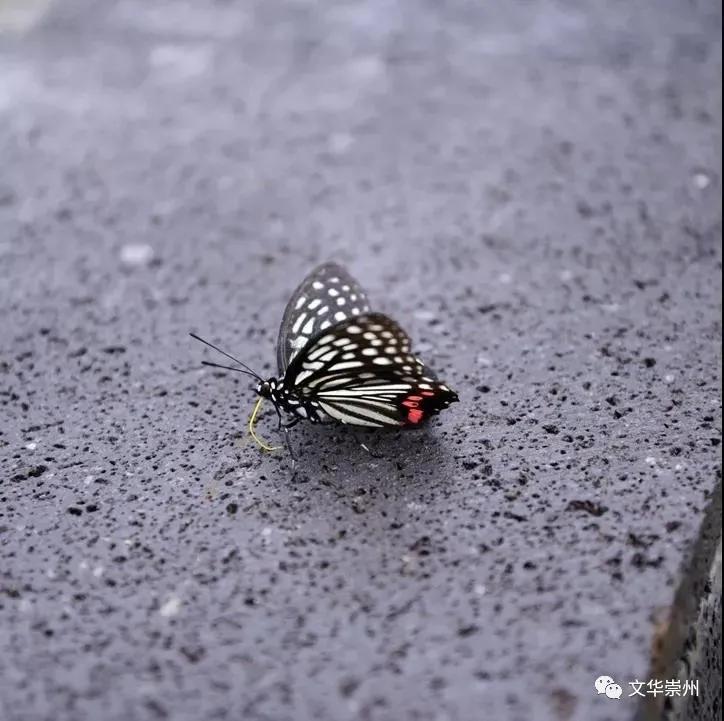 依山傍水,到“历空山·道明”感受世外桃源