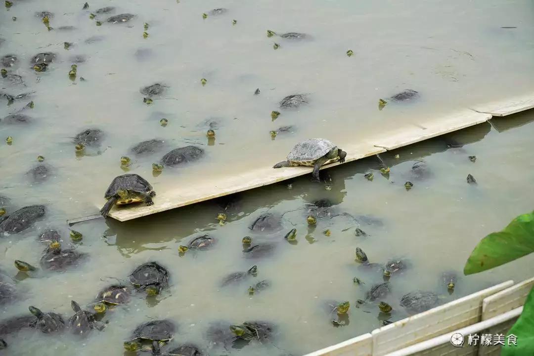 74岁的他,把一半的人生交给了这碗「黑暗甜品」