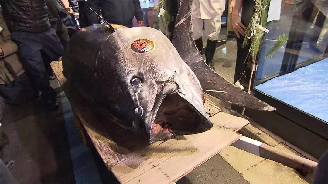 除了寿司还有哪些料理,日式寿司很贵的