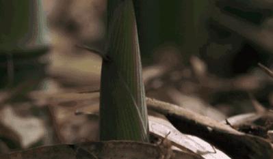 汉字说：“萌”和“芽”的区别是什么？