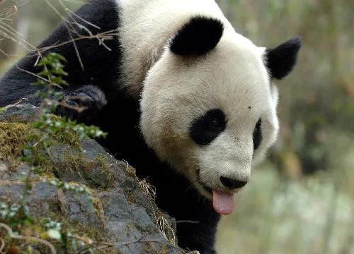 我国最低盆地四川盆地,四川盆地临近什么盆地