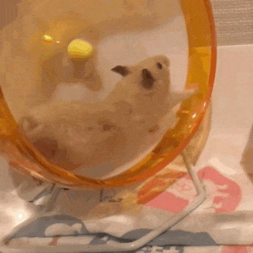 仓鼠的排泄物要每天清理吗,仓鼠吃排泄物需要补什么物质