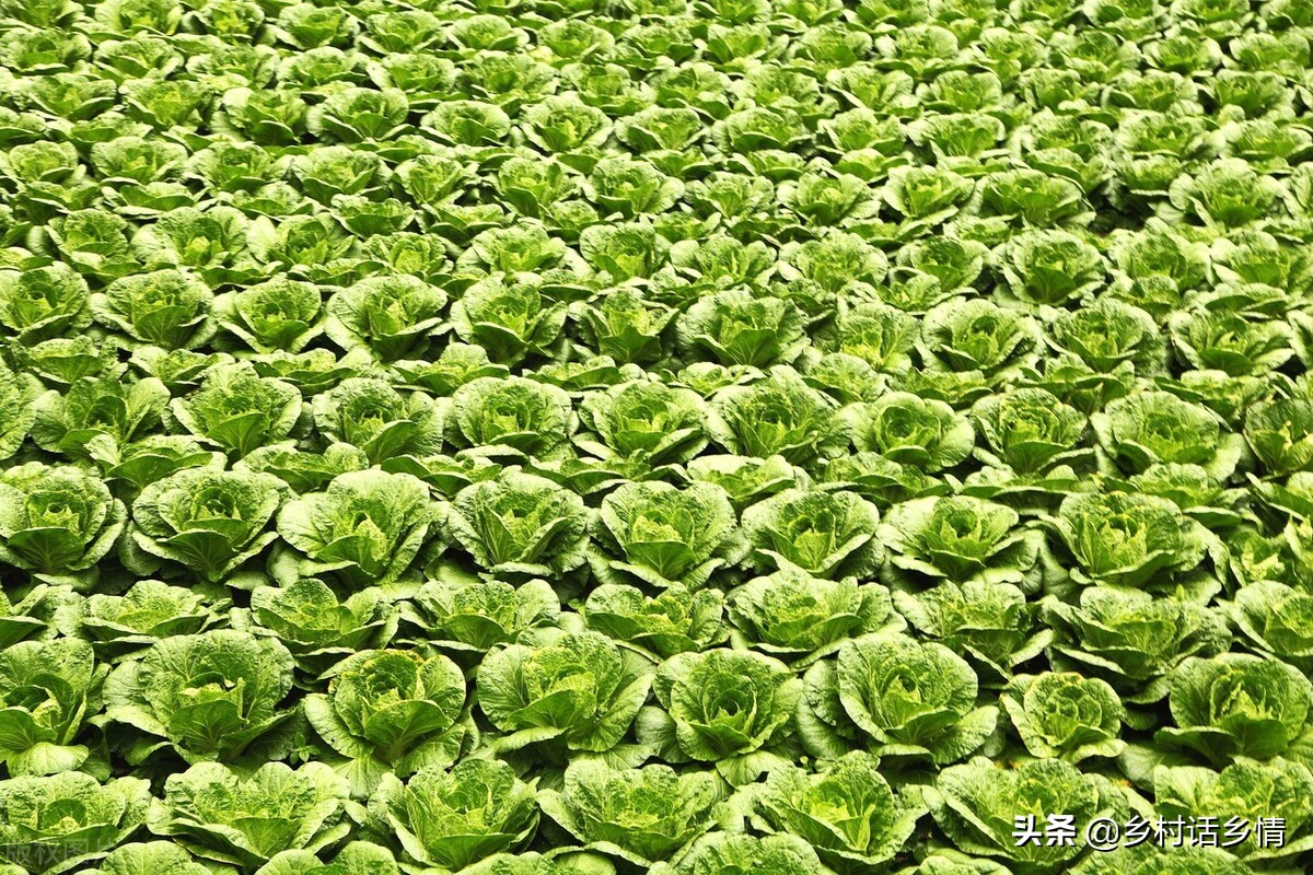 家里留下来的种菜方法，啥化肥也不用施，蔬菜高产还好吃