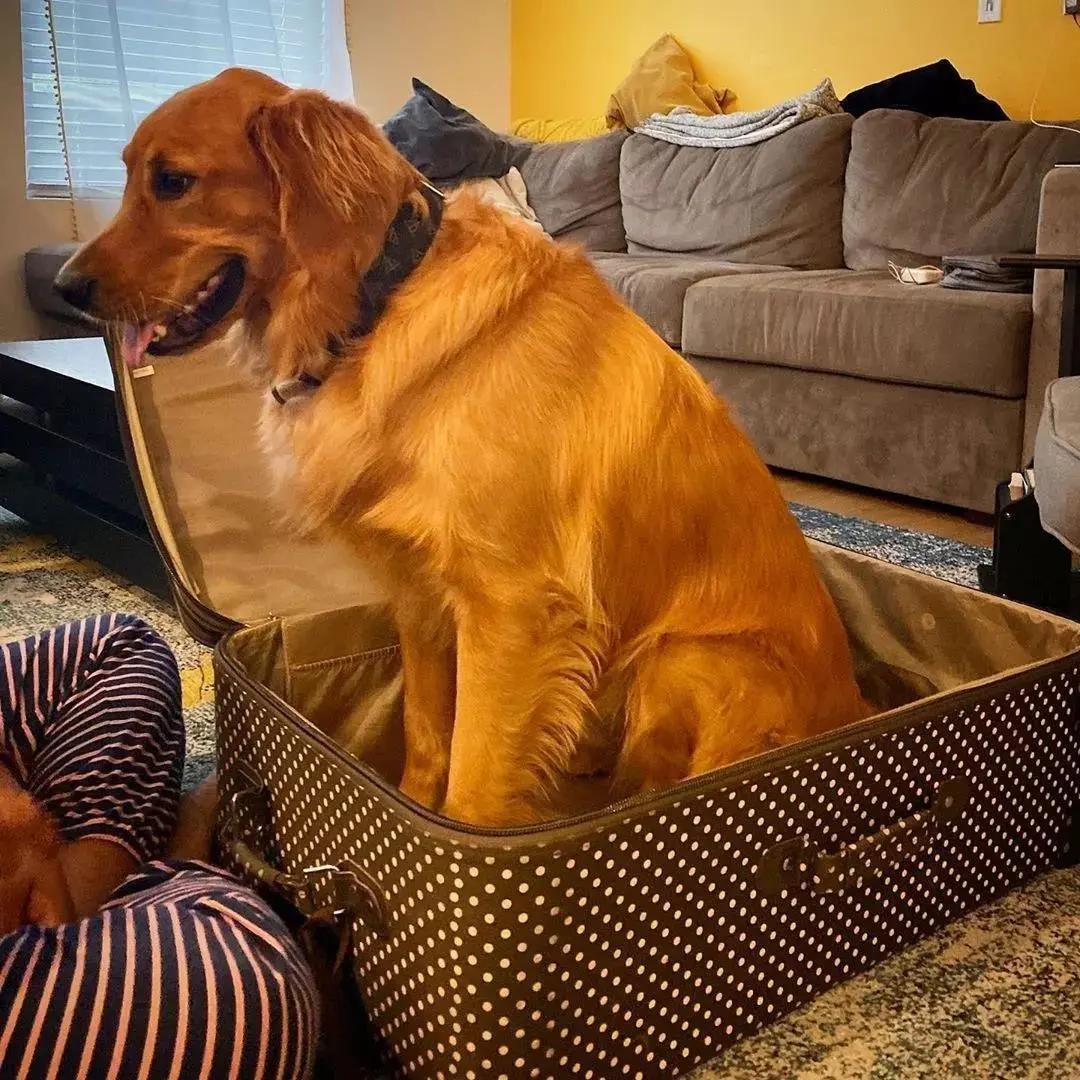 给狗起名字侵权吗,给狗起了一个字名字