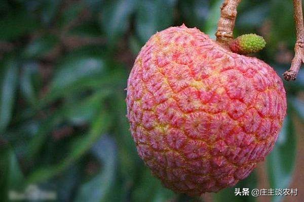 世界上最贵的三种食材,全球公认最贵顶级食材及价格