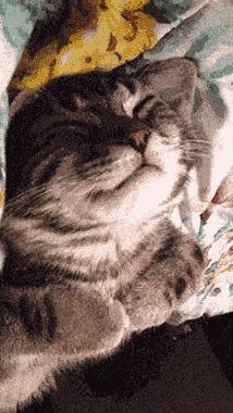 猫为什么会做梦,猫咪也会做梦吗都梦到了啥