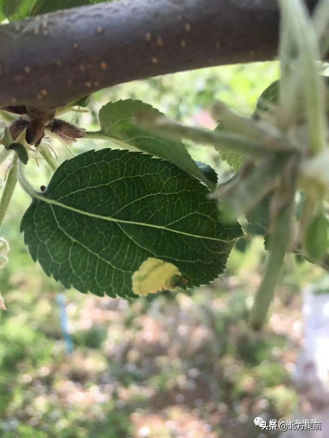 苹果谢花后第二遍药用药方案