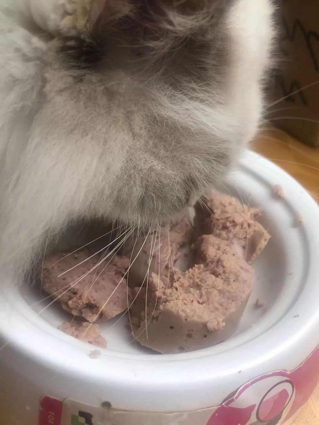 国内可以吃到进口主食猫狗鲜粮了，为什么鲜粮比普通猫狗粮好