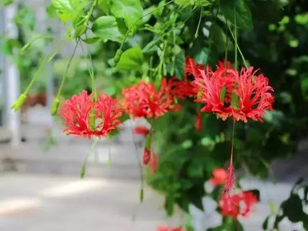 好书推荐快来领取你的宝藏书单,100种百花图谱大全