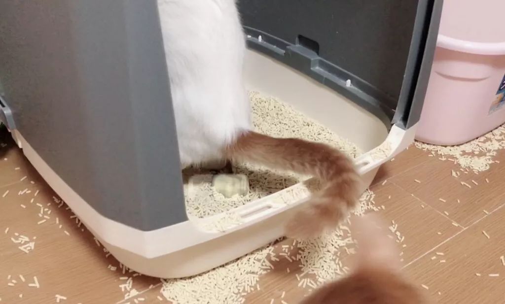 什么原因会导致猫咪便秘,猫咪便便软不成形分析