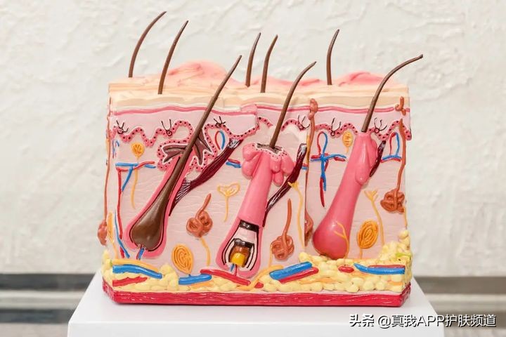 毛孔粗大黑头多脸爱出油怎么解决,毛孔粗大有黑头适合用什么洗面奶