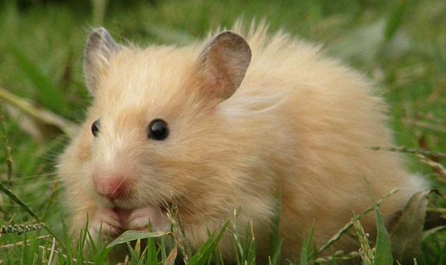 养可爱又粘人又胖胖的金丝熊,饲养金丝熊萌新须知