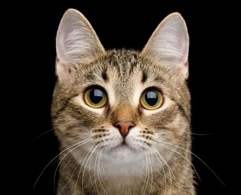 猫咪的眼睛黑色多是怎么回事,猫咪的眼睛可以看到几种颜色