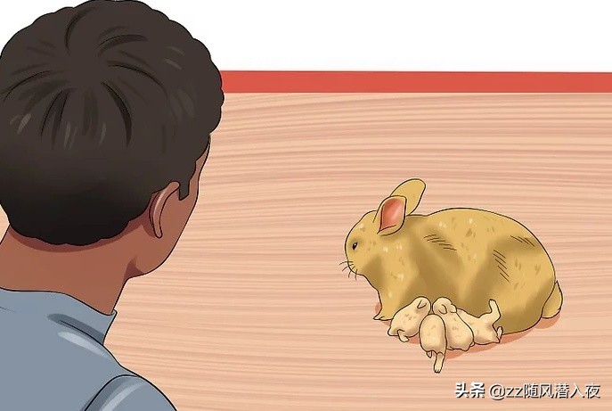 怎么照顾怀孕的兔子,如何照顾怀孕的兔子