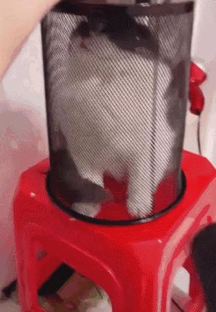 冬天给猫咪洗澡,小狗冬天洗澡注意事项