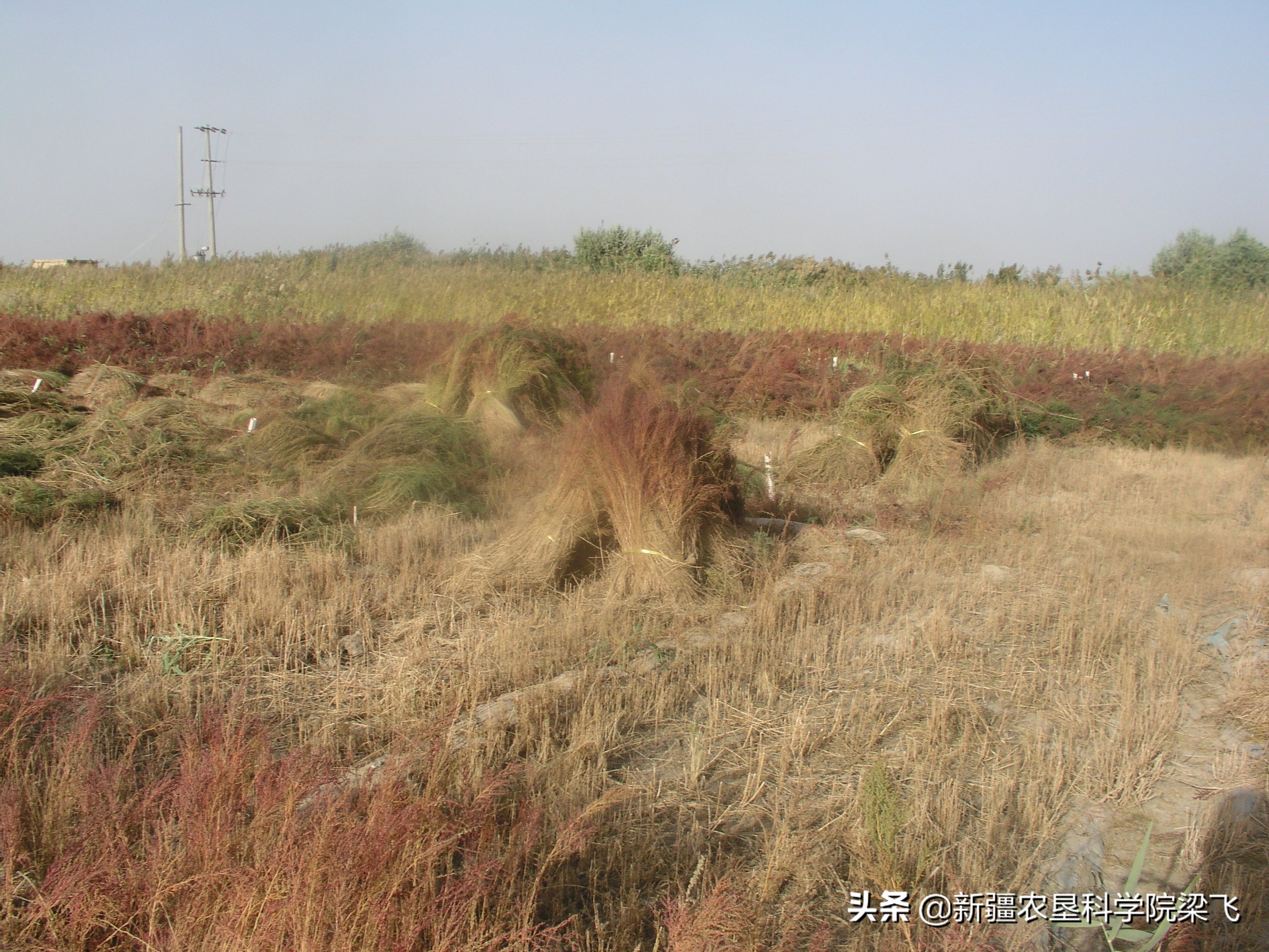 盐碱地碱蓬用海水灌溉吗,盐碱地种植碱蓬有收益吗