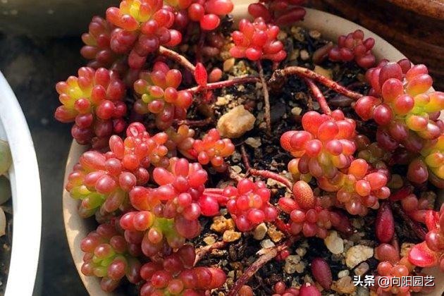 养多肉养了好多花盆不够,养多肉靠这3个要素疯长爆盆