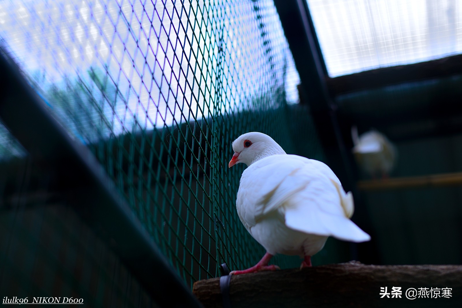 尼康单反有哪些经典镜头,尼康十大经典相机与镜头