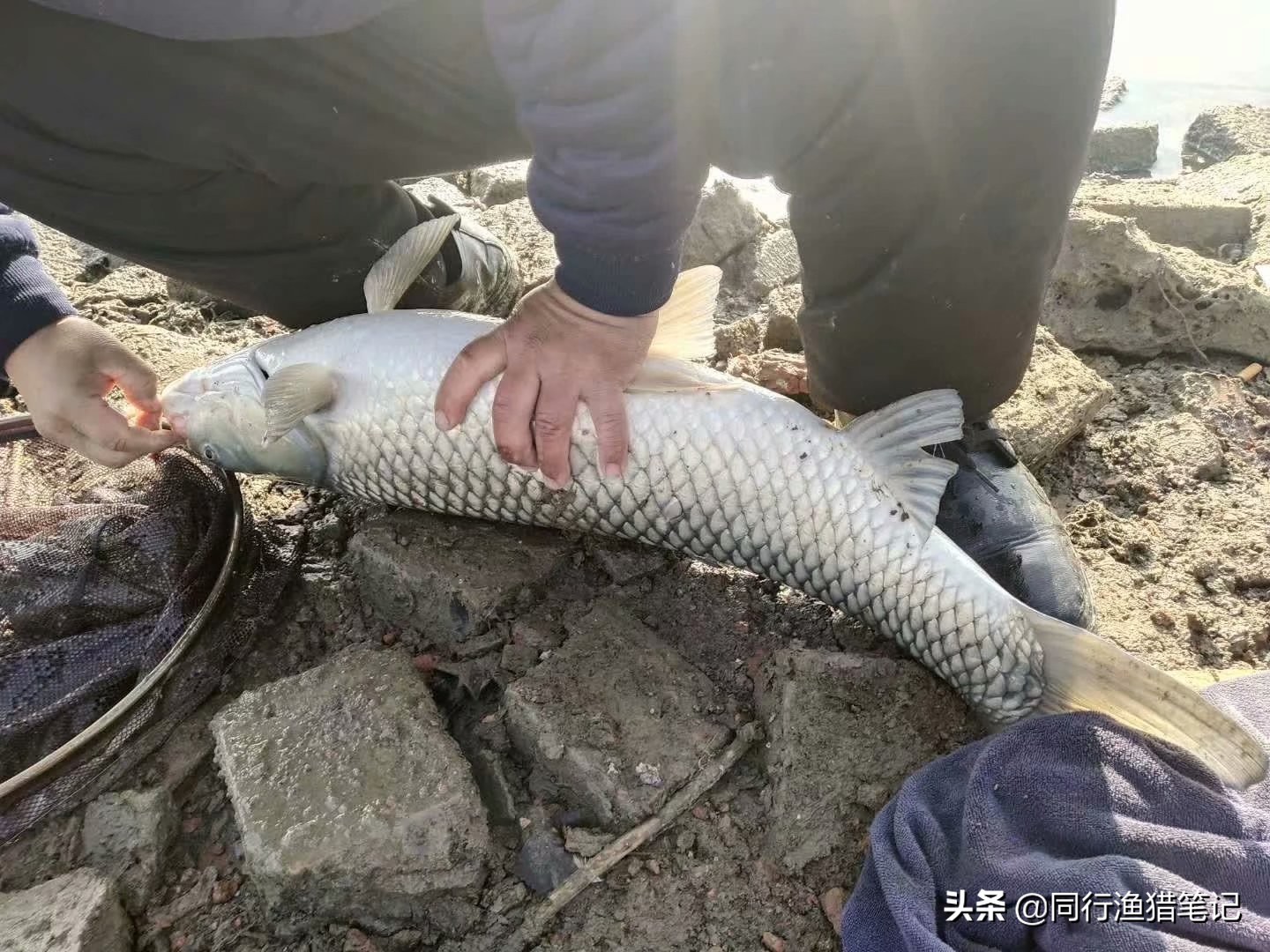 钓起鱼后鱼不老实、不好取钩？这几种抓鱼手法送给你