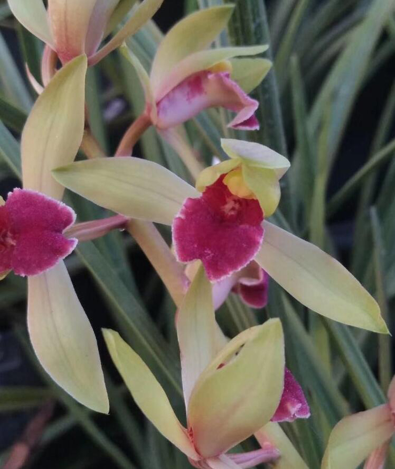 兰花黄叶枯萎的原因和解决方法,兰花叶片发黄原因及解决方法