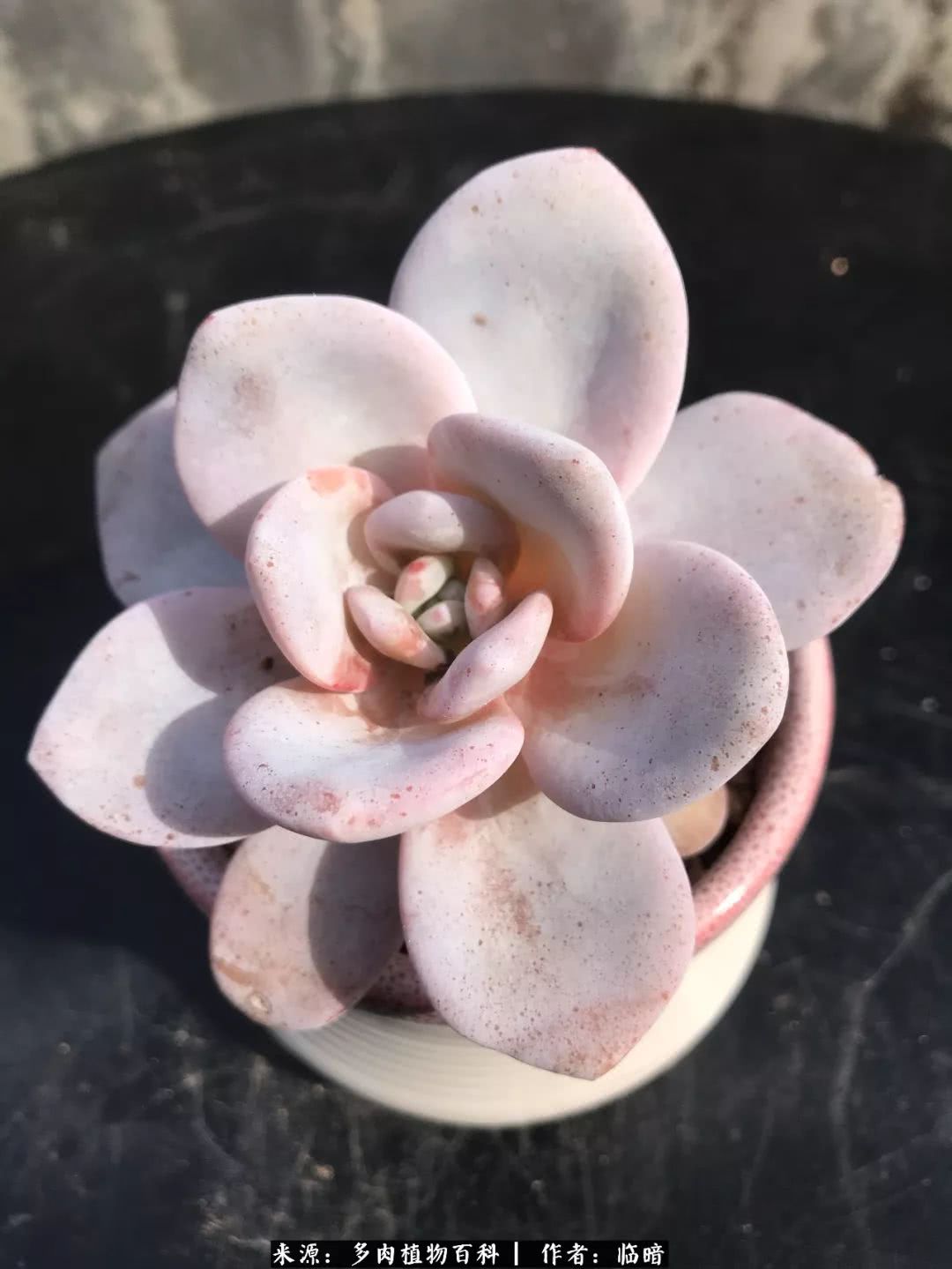 多肉带给我的感情,多肉给人们带什么作用