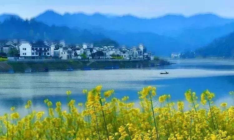 赏油菜花攻略,寻找最美油菜花可去这十大景点