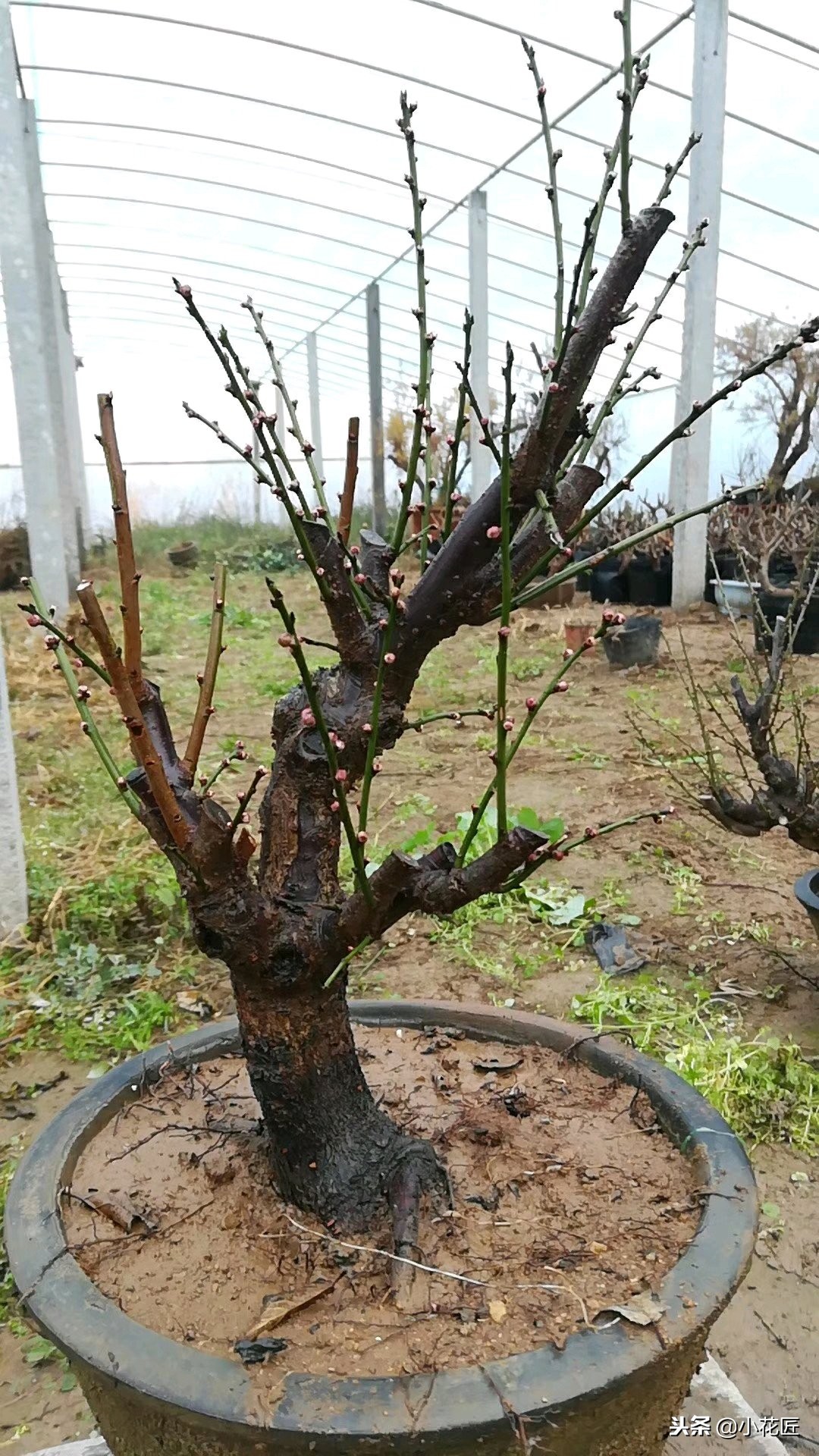 红梅冬季该如何养护？是否需要冻一冻？