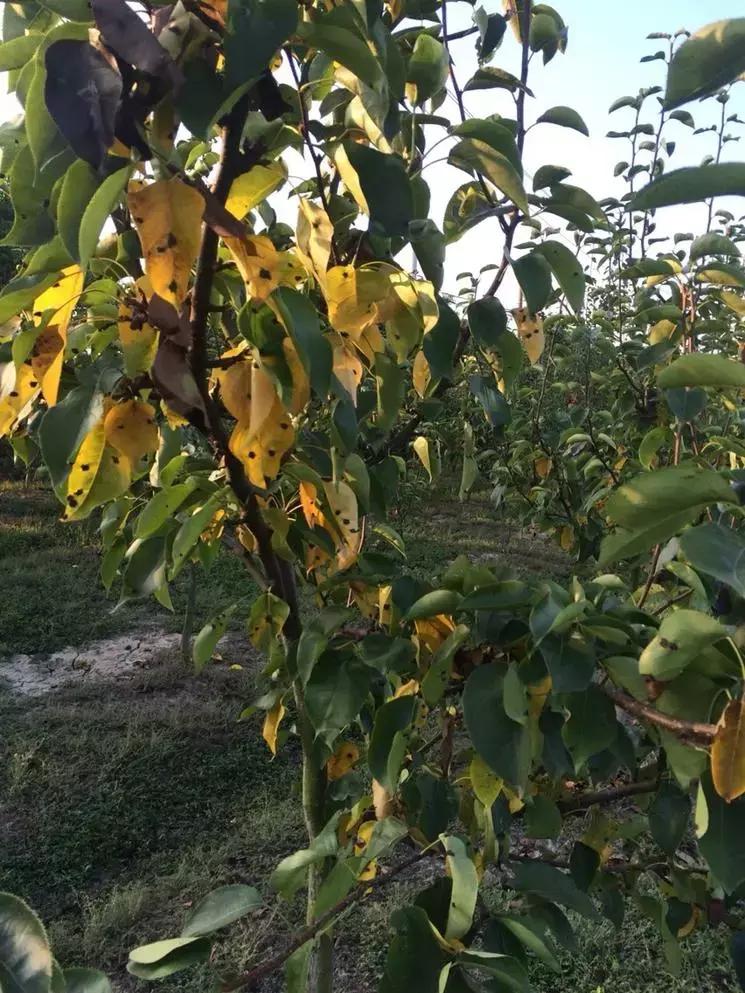 梨树春季如何预防病虫危害,梨树病虫害发生时间与防治方案