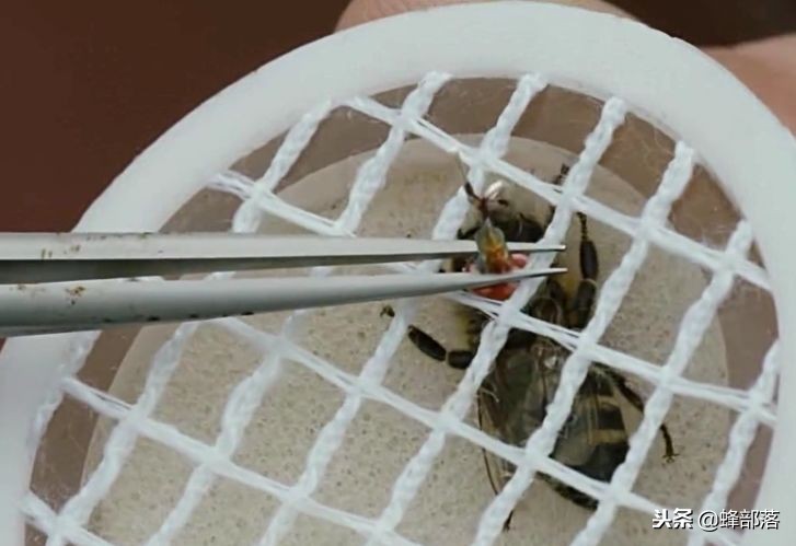 蜜蜂能背着飞的*踪器追**值多少钱?商家:最低44000元