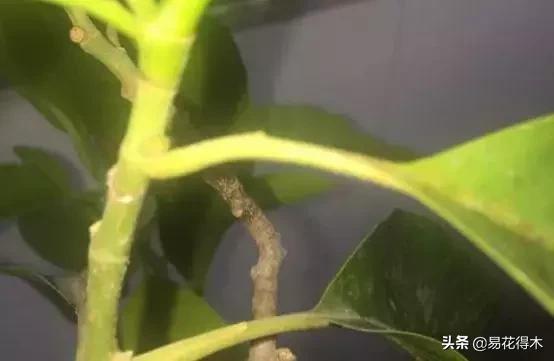 黄桷兰的养殖方法技巧,养黄桷兰的正确方法