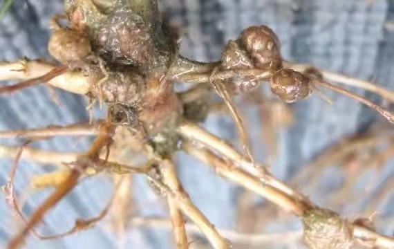 月季危害症状,月季受茎蜂侵害怎么处理