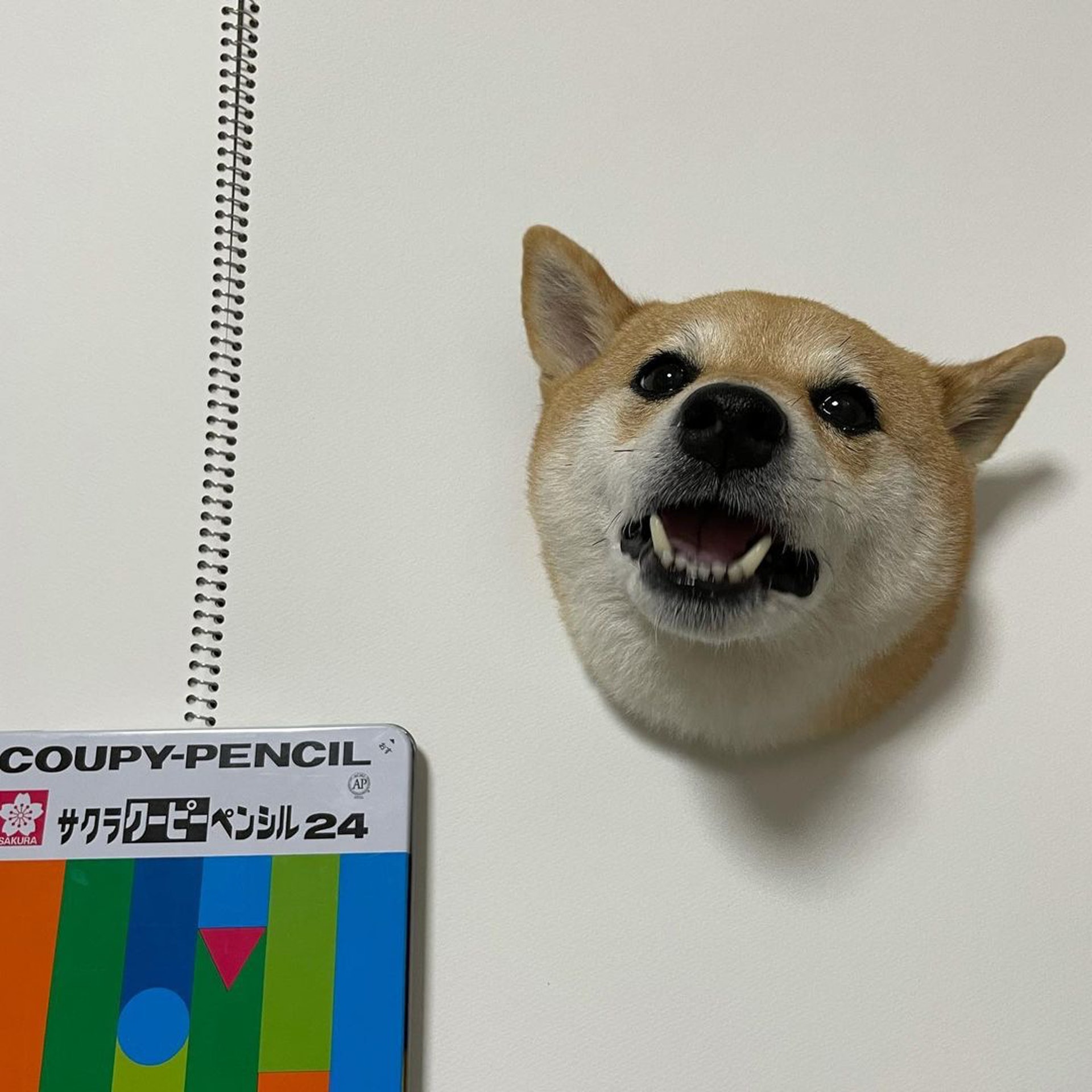 被砖头压住了!影帝柴犬超入戏25个连自己也骗倒的瞬间