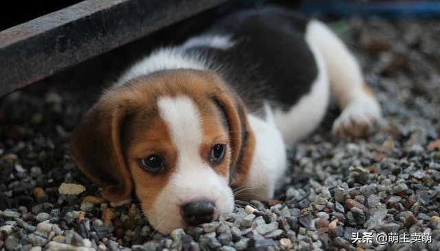 比格犬怎么区分纯种,比格犬颜色品相怎么选