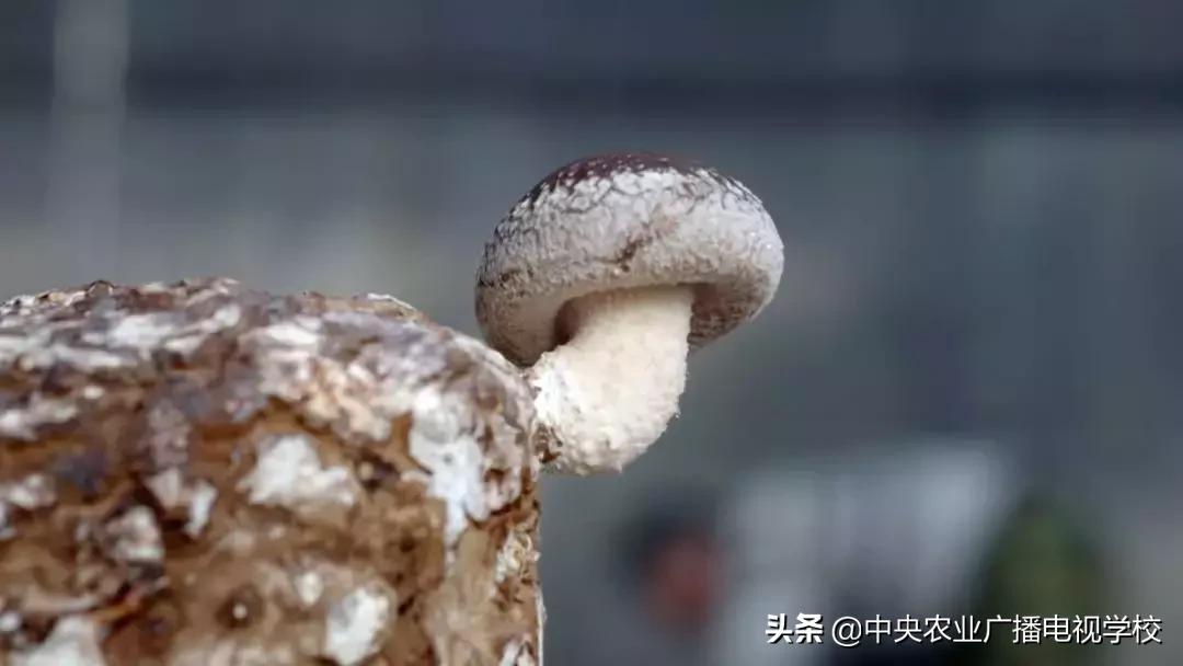 香菇菌棒污染高什么原因,食用菌菌包污染原因