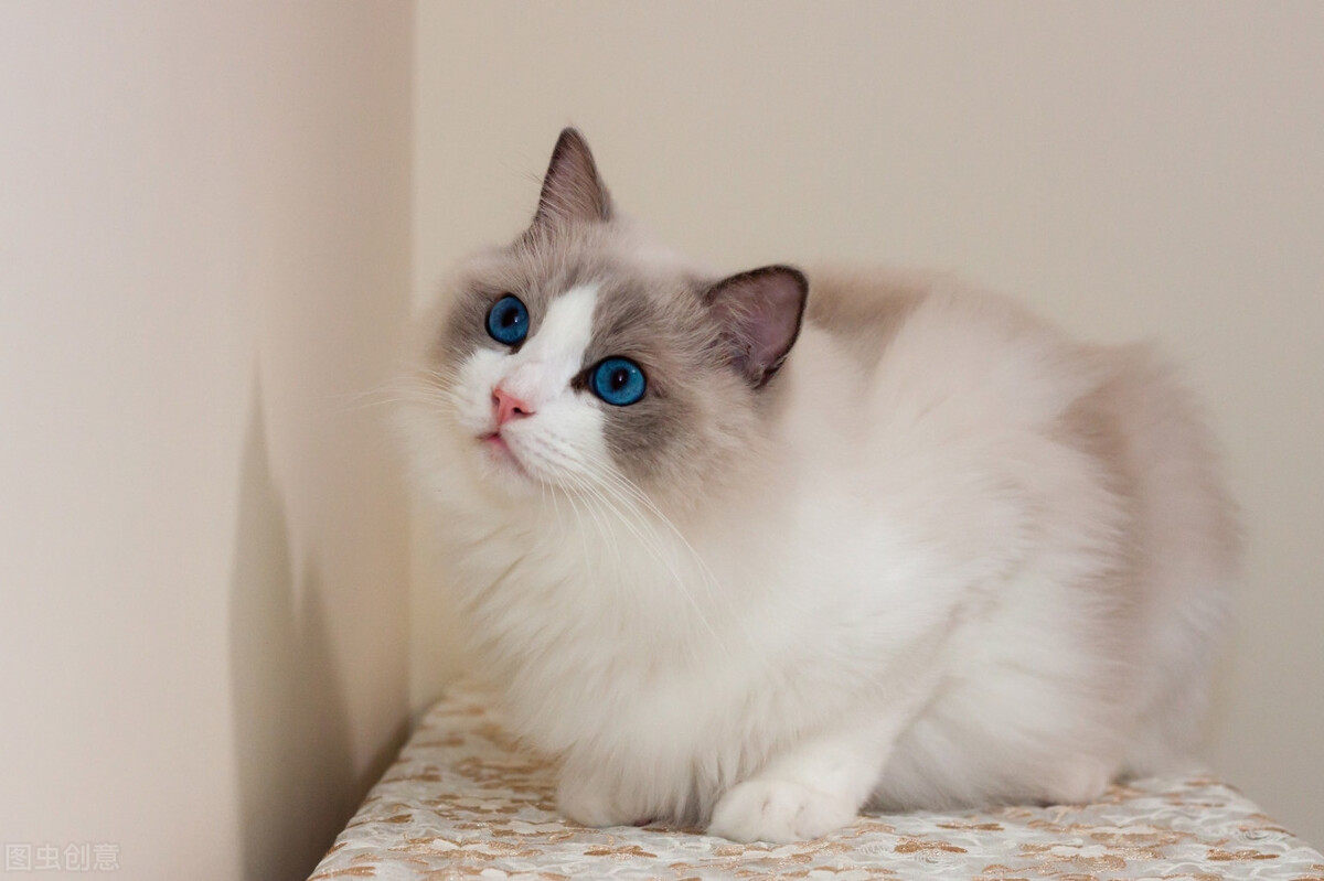 母猫频繁去厕所尿得少带血,母猫尿频尿少