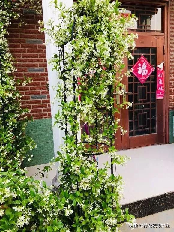 这十种爬藤花一开就是三年,3种极品爬藤花30天爬满庭院农村