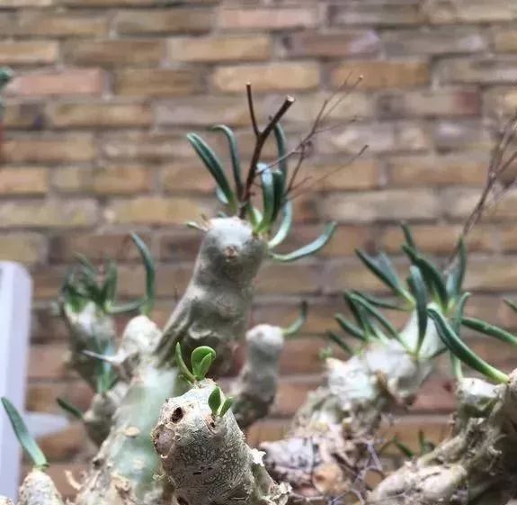 多肉植物里哪几种是有毒的,多肉植物有哪些有毒