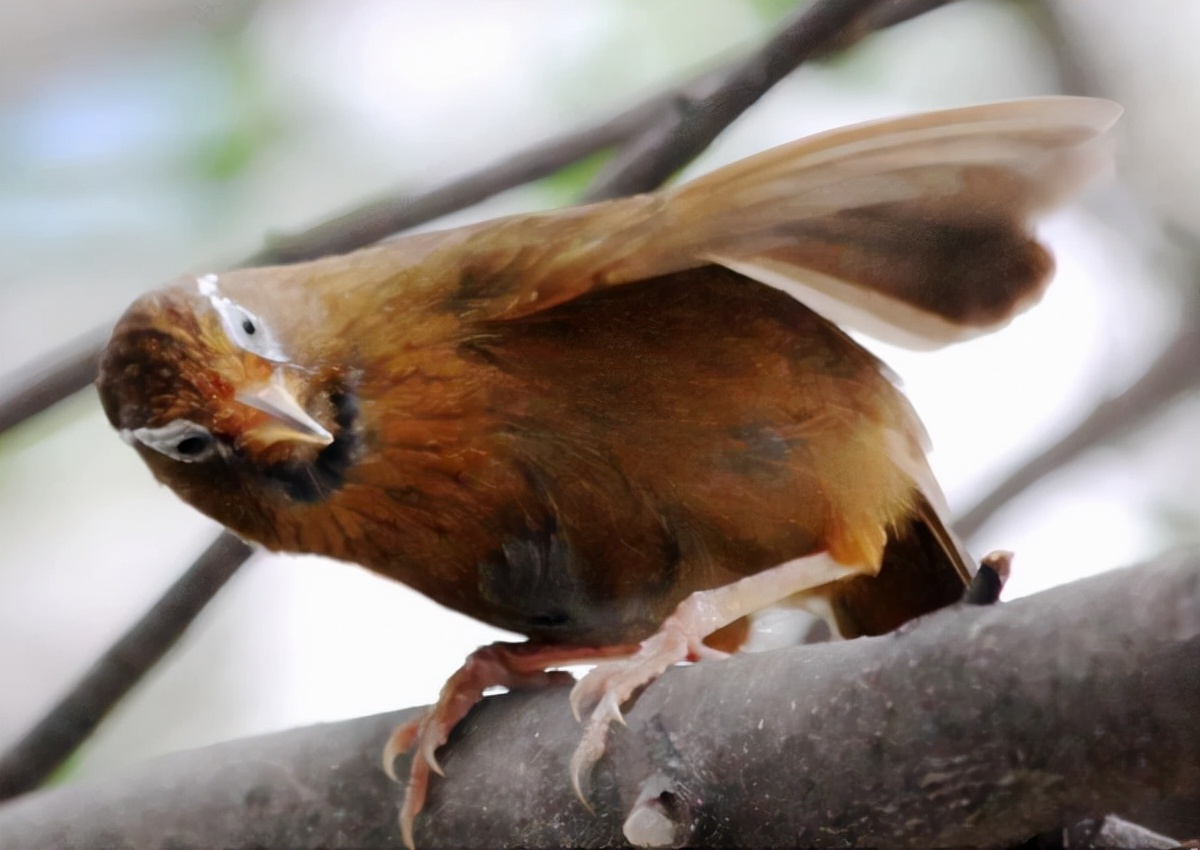 画眉鸟不叫了怎么办,画眉鸟不叫怎么办