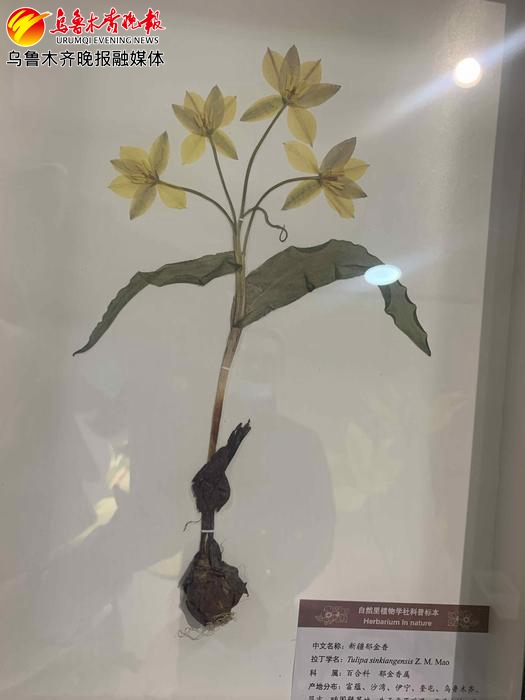 新疆郁金香和老鸹蒜有区别吗,野生老鸦蒜视频