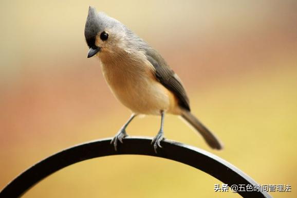 早起的人能够成功的11个原因,坚持早起的人都有这三个特点