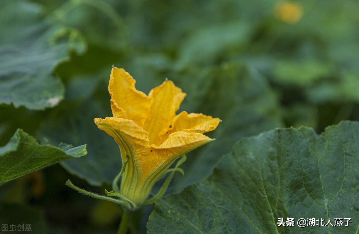 常见野菜的种类和图片大全 (各种野菜大全带图片)