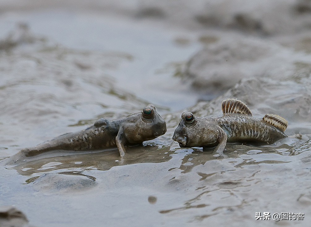 淡水中的汽水鱼,淡水汽水鱼有哪些
