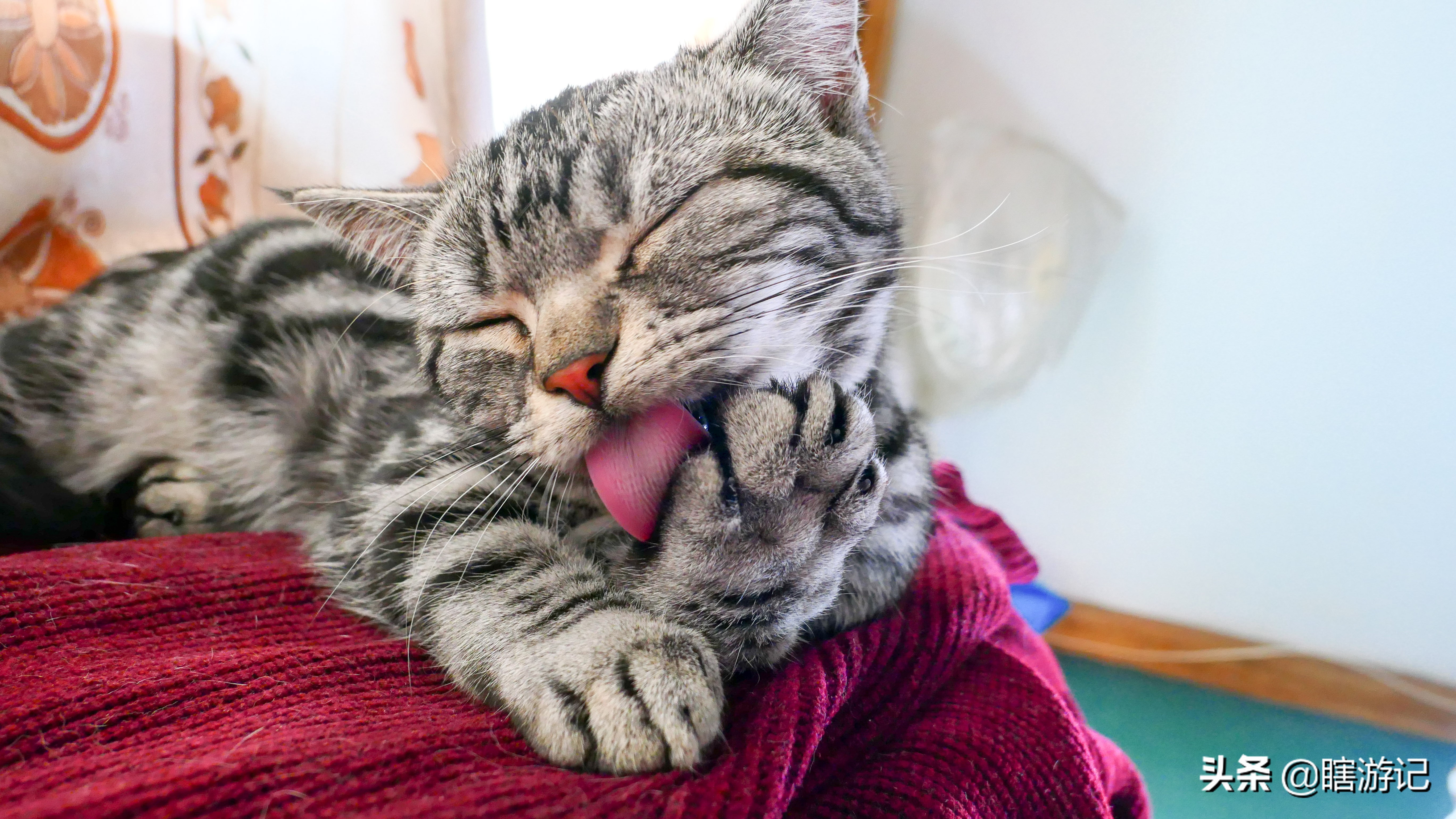 美短猫怎样才能让它跟着你,美短粘人的猫