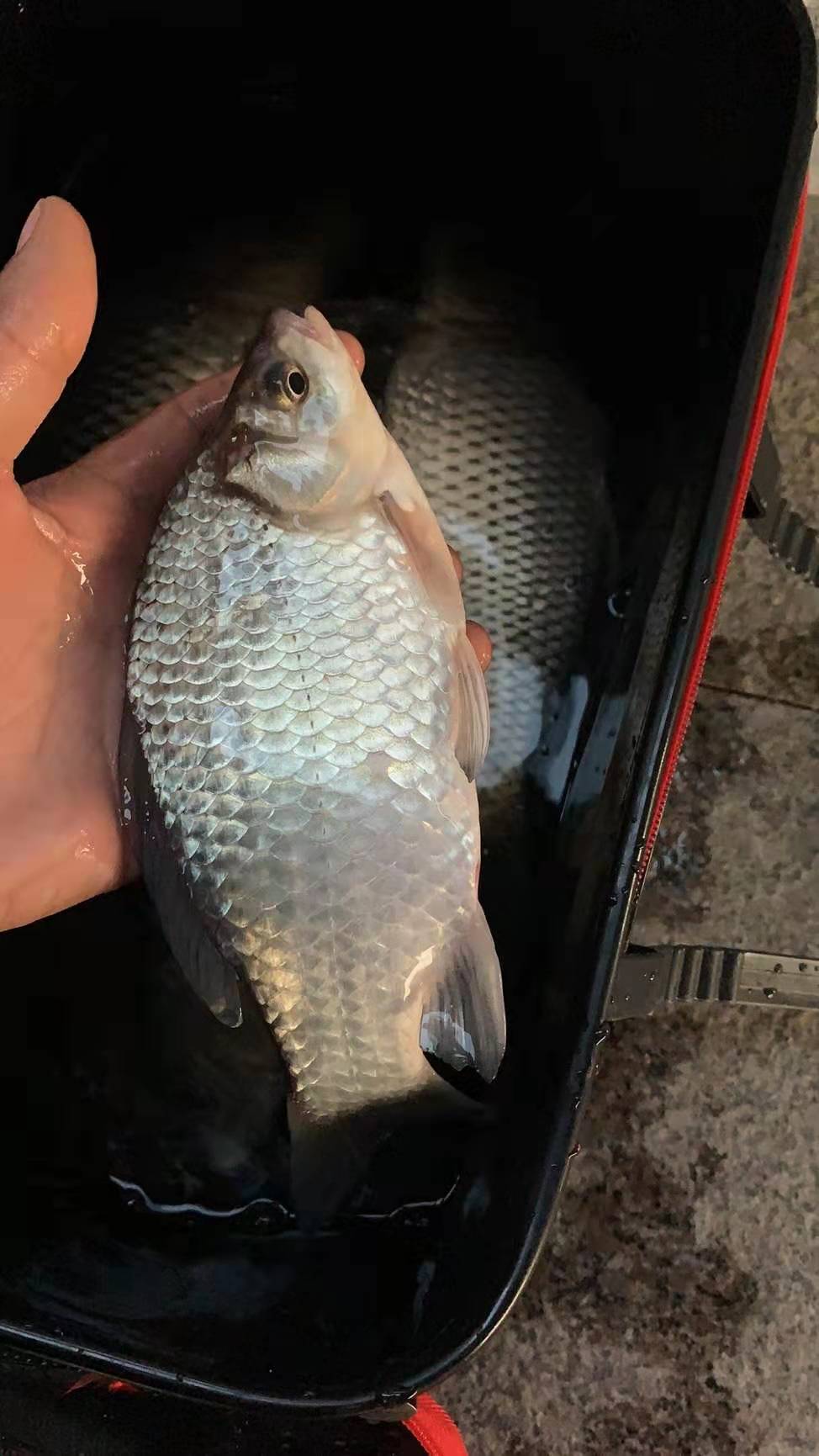 串钩蚯蚓冬季野钓鲫鱼最灵钓法,串钩挂蚯蚓能钓大板鲫吗