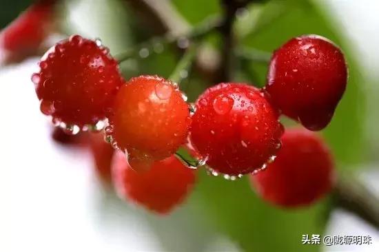 西安摘樱桃的地方推荐附近,西安周边摘樱桃去哪里