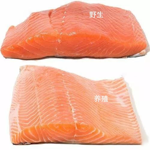 科普中国三文鱼,智利三文鱼