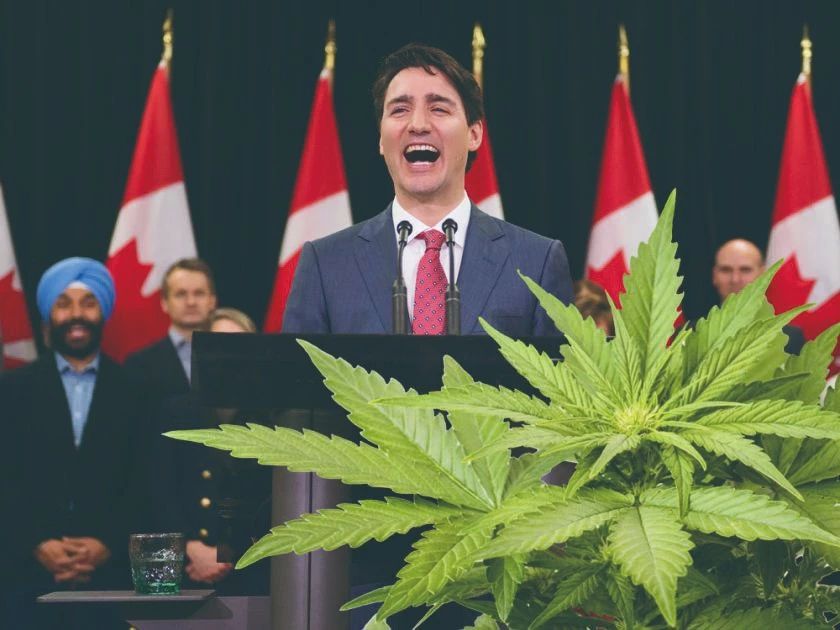 加拿大：*麻大**滞销，帮帮我们