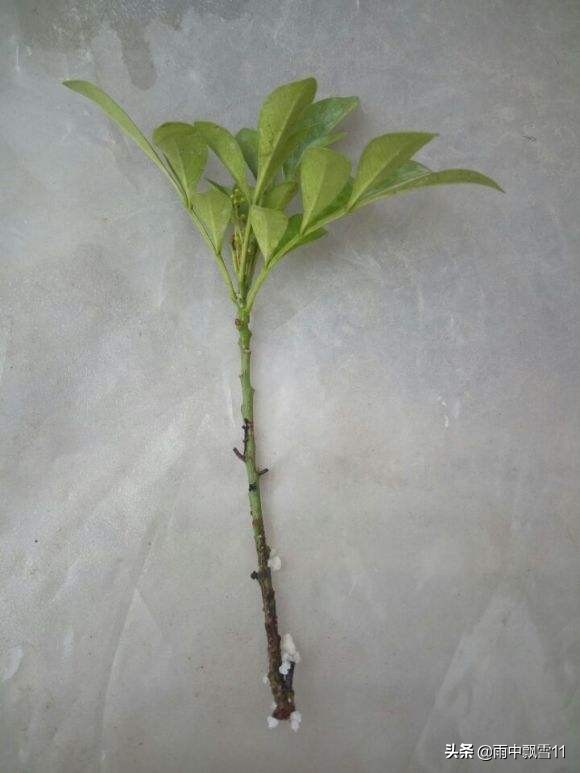 米兰盆栽几月份移栽好看,盆栽米兰开花4要素